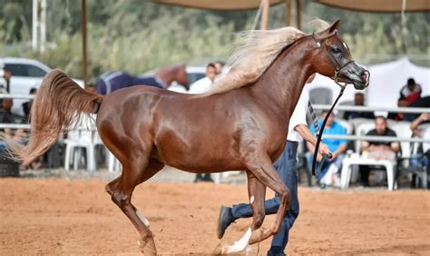 what are the cheapest horses to buy
